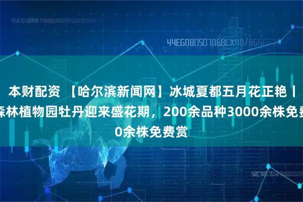 本财配资 【哈尔滨新闻网】冰城夏都五月花正艳丨省森林植物园牡丹迎来盛花期，200余品种3000余株免费赏